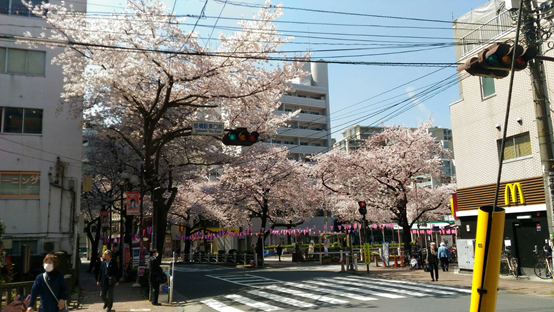 日本留學心得  學校前的櫻花